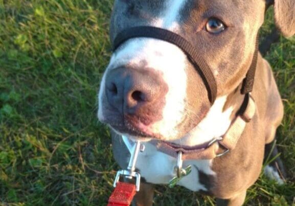 A dog wearing a leash in the grass.