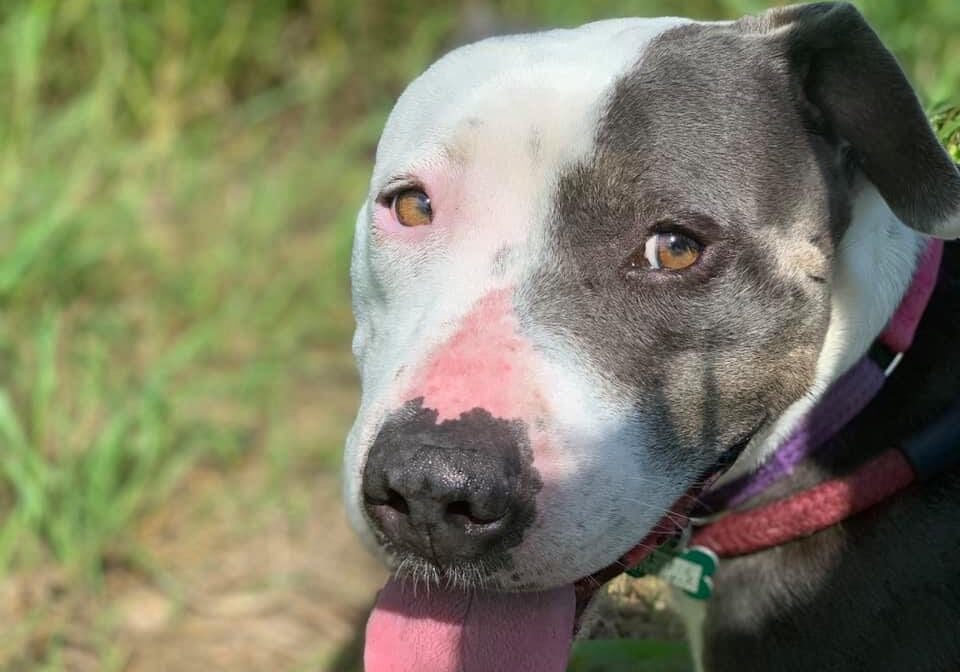 An adoptable pit bull terrier & chihuahua mix in st paul, minnesot.