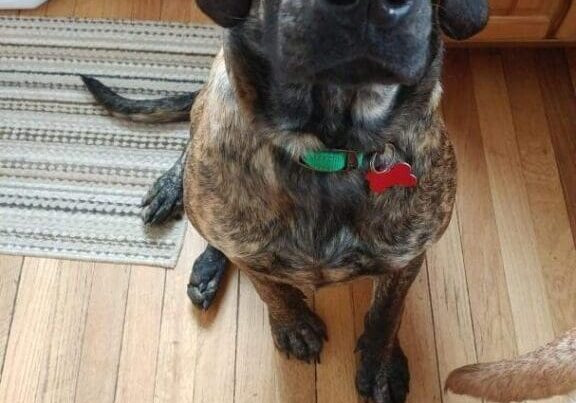 A brown and black dog standing on a wooden floor.