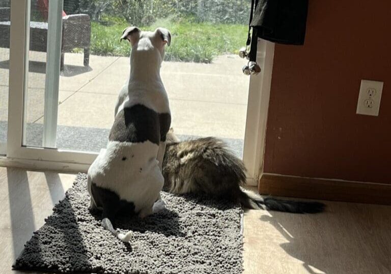 Dog and cat looking out window.