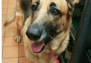 An image of a german shepherd standing in a kitchen.