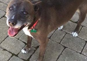 A brown dog standing on a brick walkway.