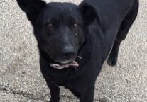 Person, an adoptable labrador retriever & poodle mix in cleveland, oh.