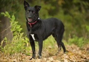 A black dog standing in a wooded area with leaves.