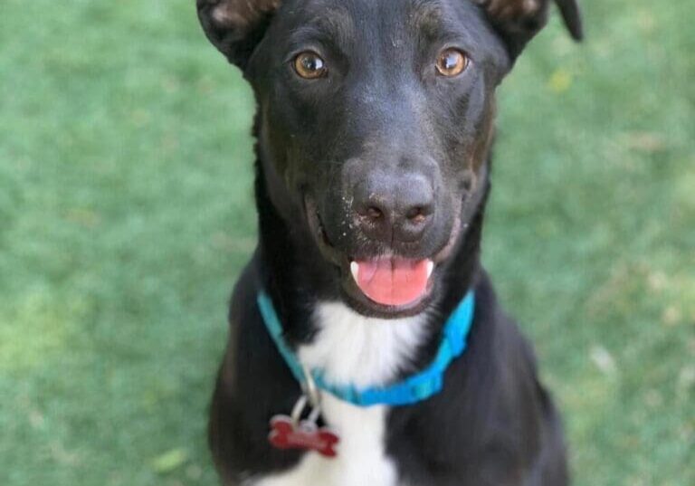 A black and white dog sitting on the grass.