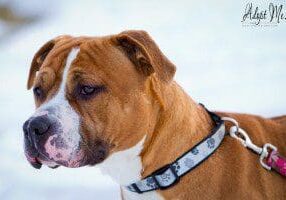 A brown and white dog standing in the snow.