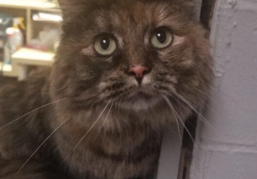 A cat looking out of a window in a room.