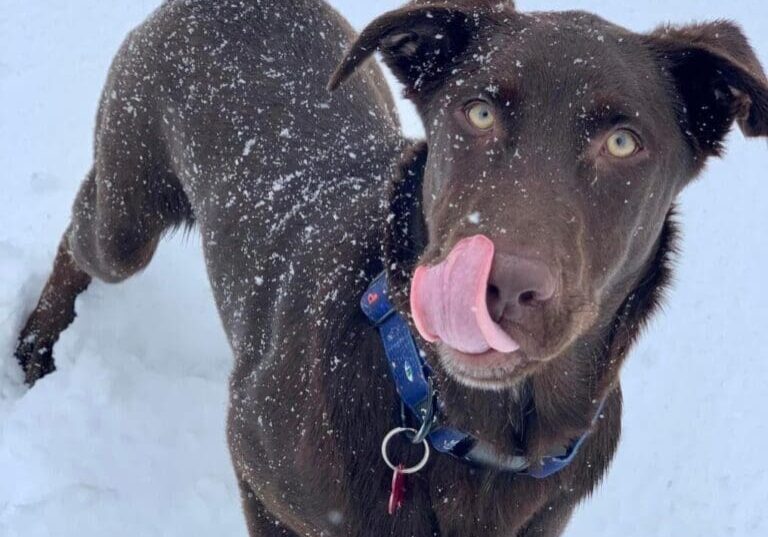 A chocolate labrador dog sticking his tongue out in the snow.