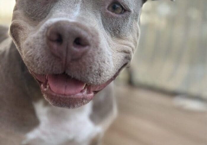 Smiling grey and white pit bull dog.