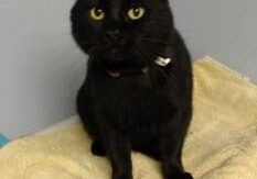 A black cat sitting on top of a towel.