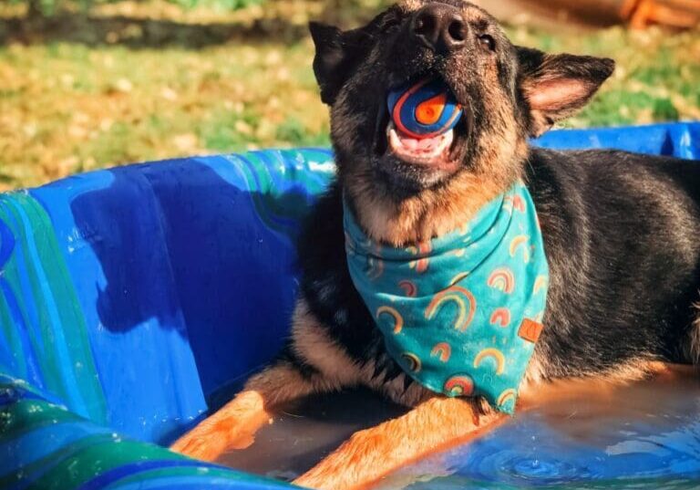 A dog laying in a blue pool with a toy in his mouth.