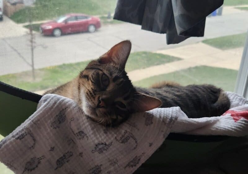 Tabby cat resting on a blanket.