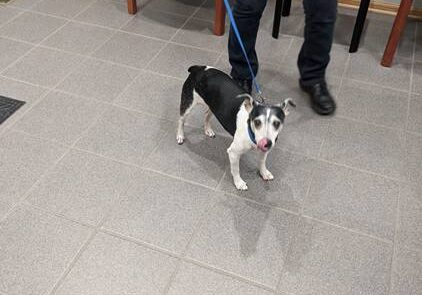 A black and white dog on a leash in a waiting room.