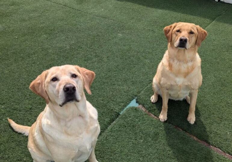 Two yellow Labrador retrievers on green grass.