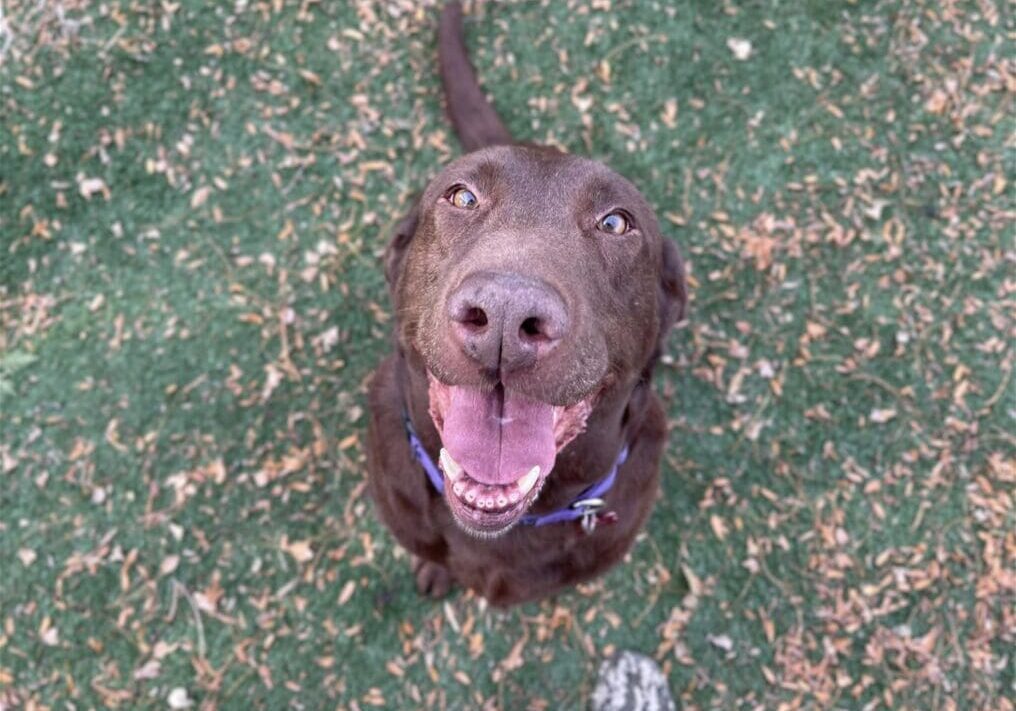 A dog is looking up at the camera.