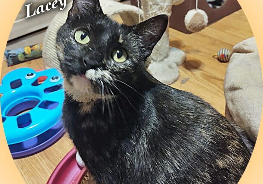 A black and white cat sitting in a circle on a floor.