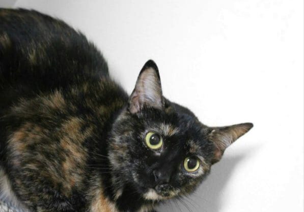 A calico cat looking at a ball on the floor.