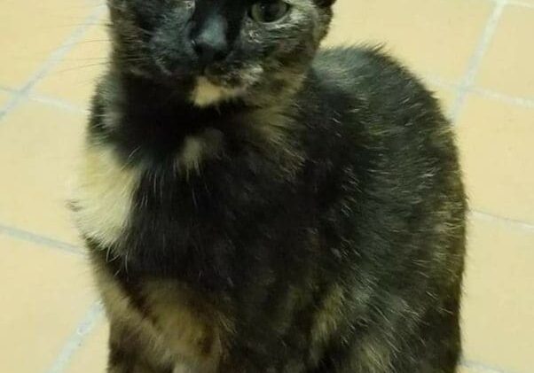 A black and brown cat sitting on a tile floor.