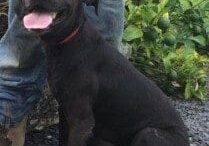 A man is standing next to a black dog with his tongue out.