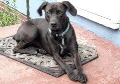 A black dog laying on a mat in front of a house.