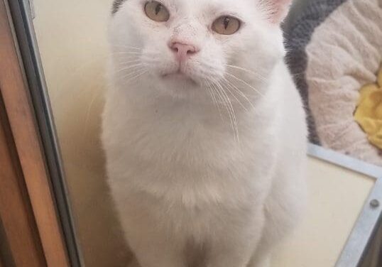 A black and white cat sitting on top of a shelf.