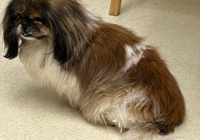 A small brown and white dog sitting on the floor.