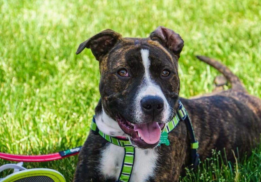 A black and white dog laying in the grass with a leash.