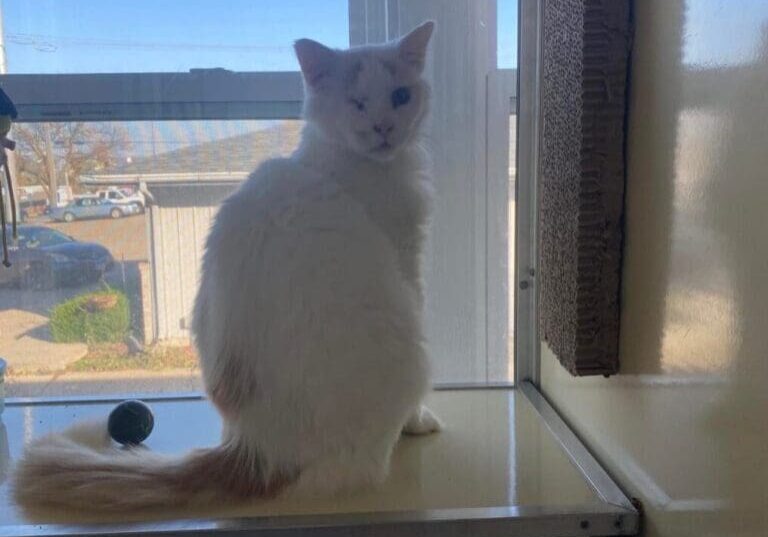 A white cat sitting on top of a window sill.