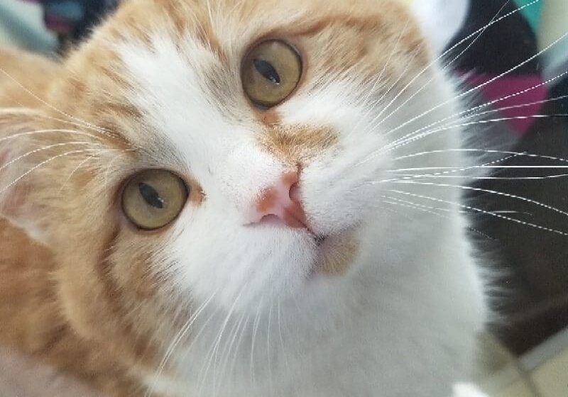 An orange and white cat looking at the camera.