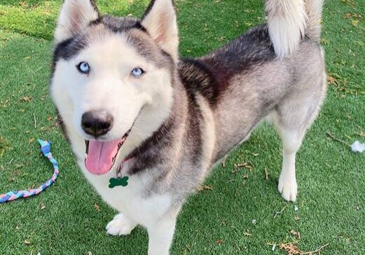 A siberian husky dog standing on the grass.