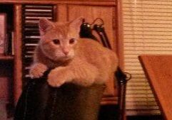 A cat sitting on top of a laptop computer.