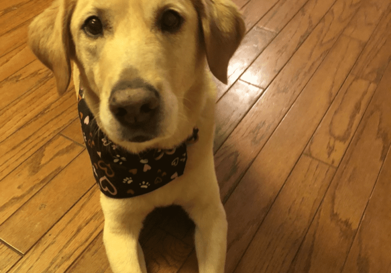 A dog wearing a bandana on the floor.