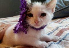 A kitten wearing a purple flower on its head.