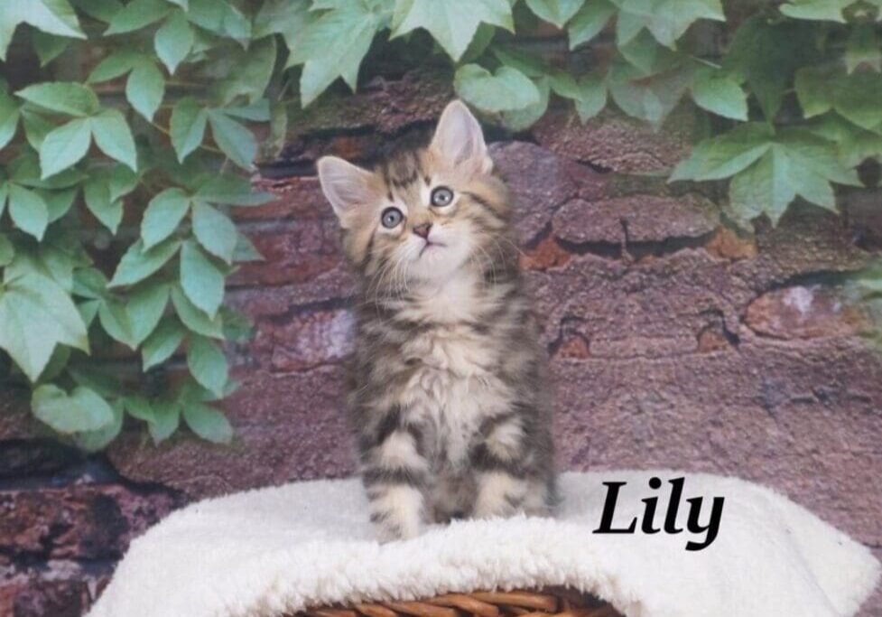 Tabby kitten named Lily on a blanket.