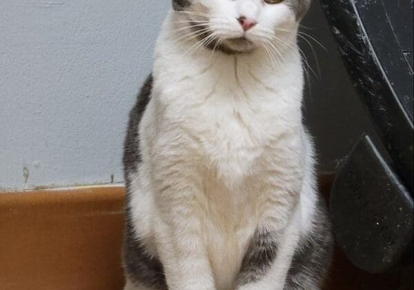 A grey and white cat sitting on a tile floor.