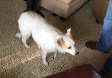 A man standing next to a white dog in a living room.