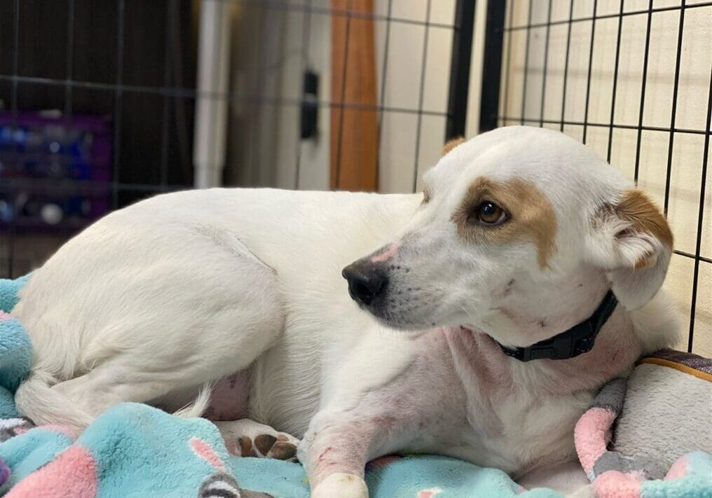 A white dog laying on a blanket in a cage.