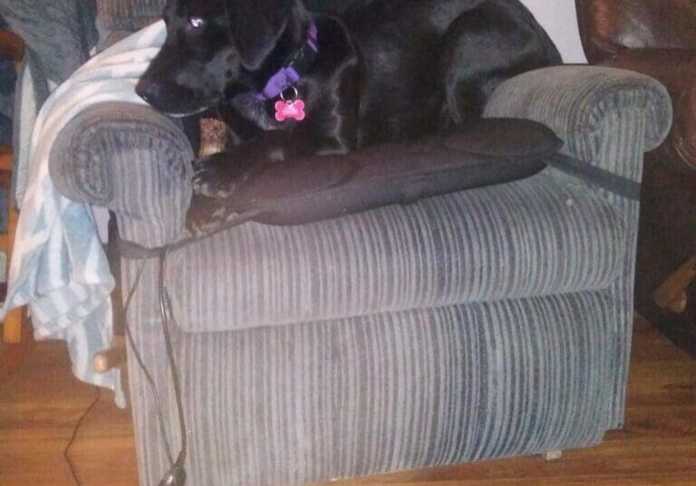 A black dog laying in a chair.