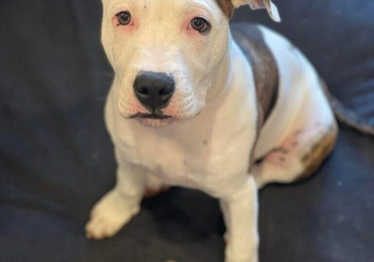 White and brown puppy with toy bone.