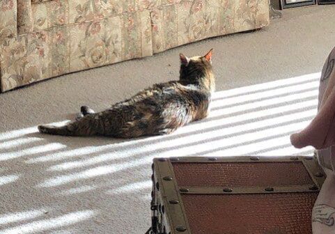 A cat laying on a couch in a living room.