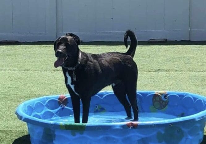 A black dog standing in an inflatable pool.