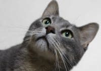 A gray cat looking up at the camera.