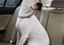 A white dog sitting in the back seat of a car.