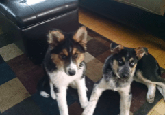 Two dogs sitting on a rug in a living room.