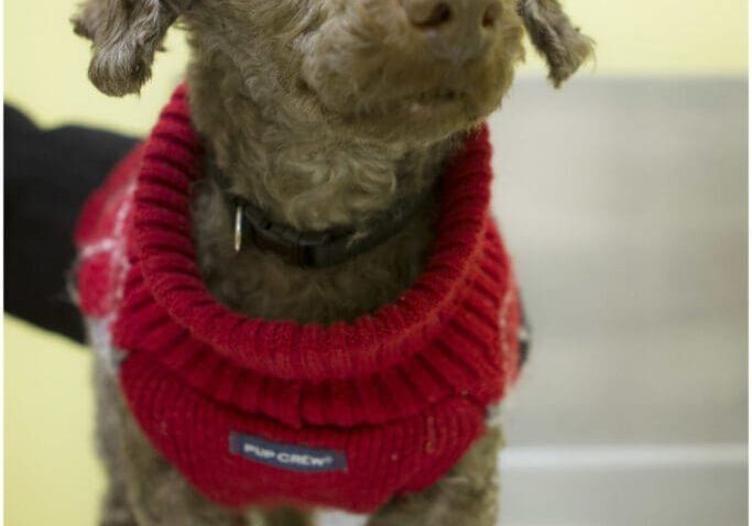 A small dog wearing a red sweater.