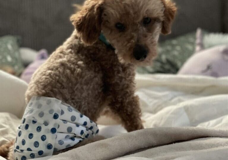 A tan poodle wearing a diaper on a bed.