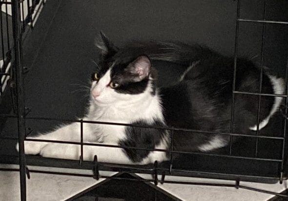 A black and white cat laying in a cage.