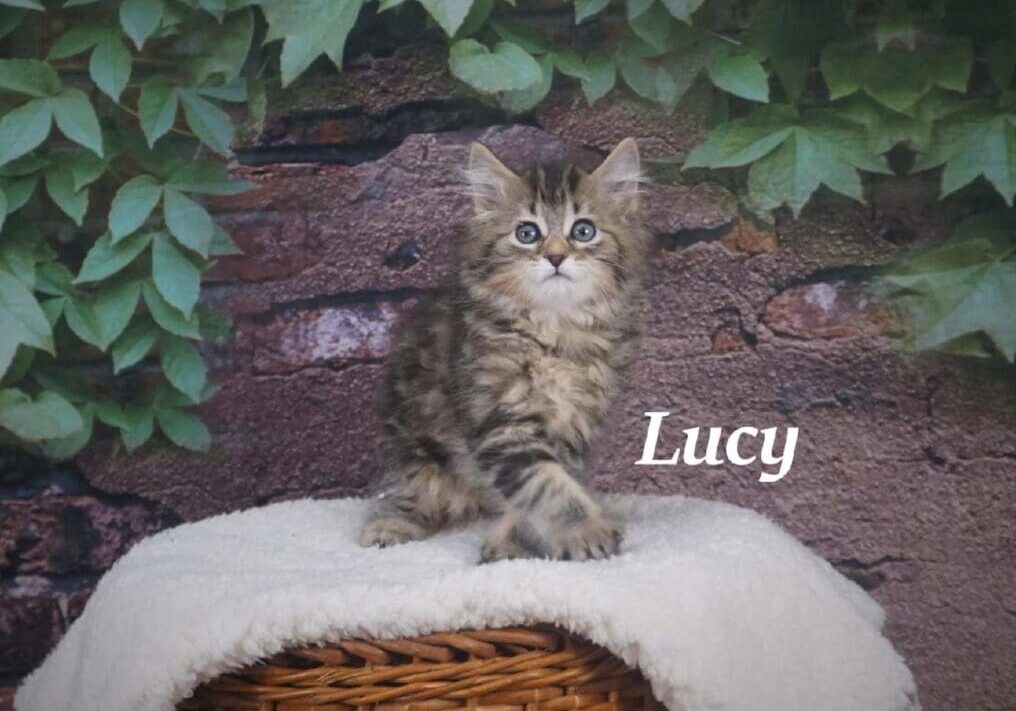 A kitten sitting on a wicker basket with the word lucy.