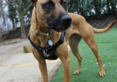 A brown dog in a harness standing on grass.