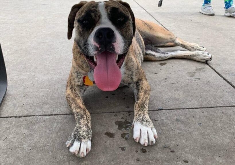 An adoptable boxer dog laying under a picnic table.